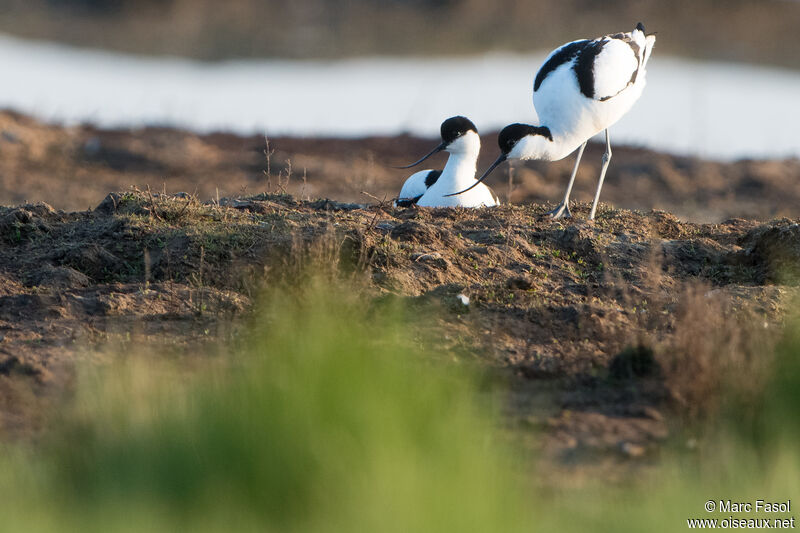 Pied Avocetadult breeding, Reproduction-nesting