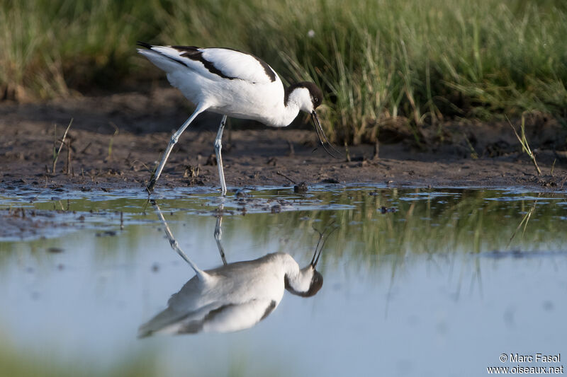 Pied Avocetadult, identification, walking