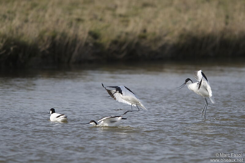 Pied Avocetadult breeding, Behaviour