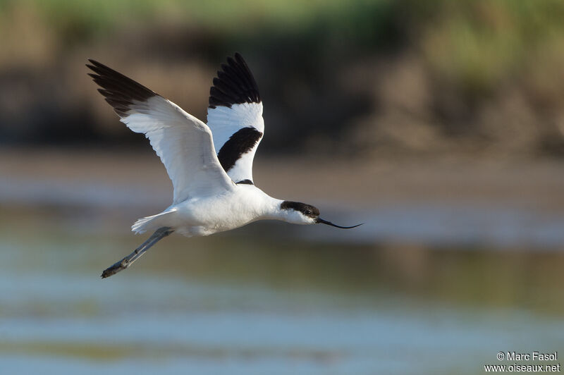 Pied Avocetadult, Flight