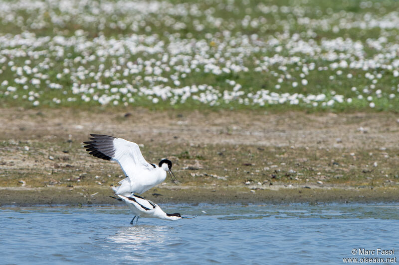 Avocette éléganteadulte, accouplement.