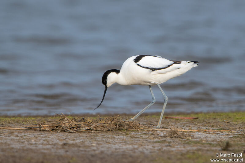 Pied Avocetadult breeding, identification, Reproduction-nesting