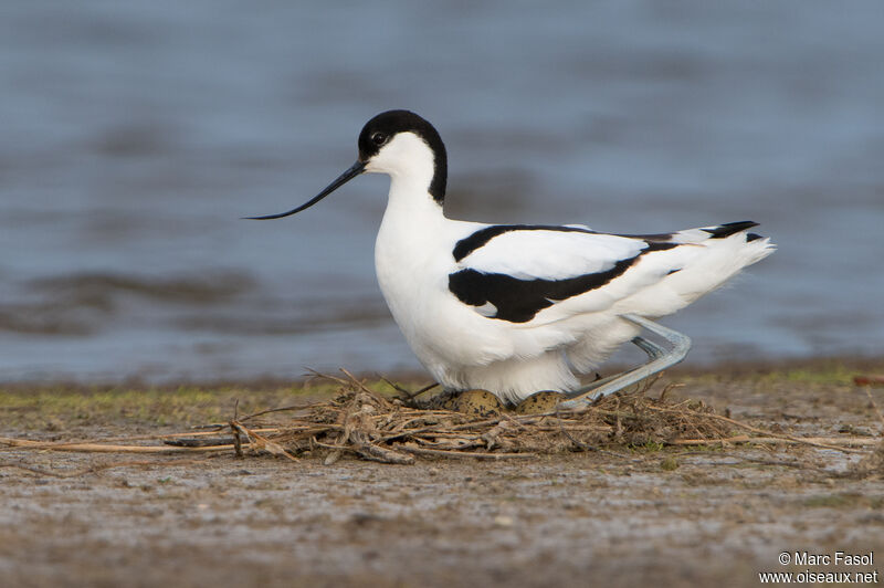 Pied Avocetadult breeding, identification, Reproduction-nesting