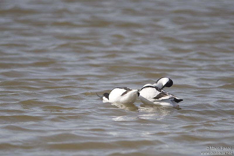 Pied Avocet , Behaviour