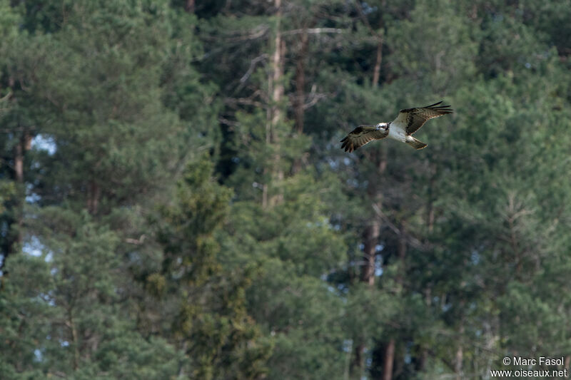 Ospreyadult, Flight