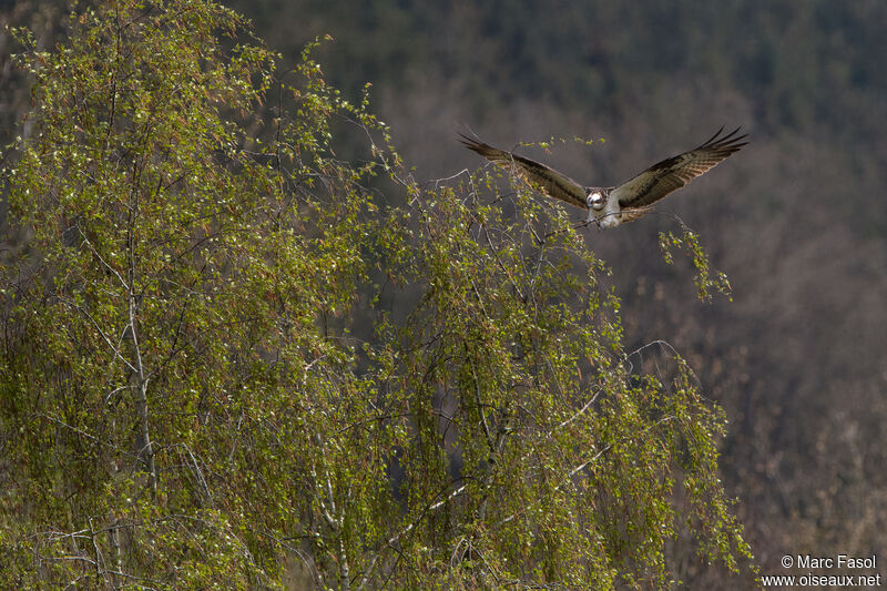 Ospreyadult, Flight