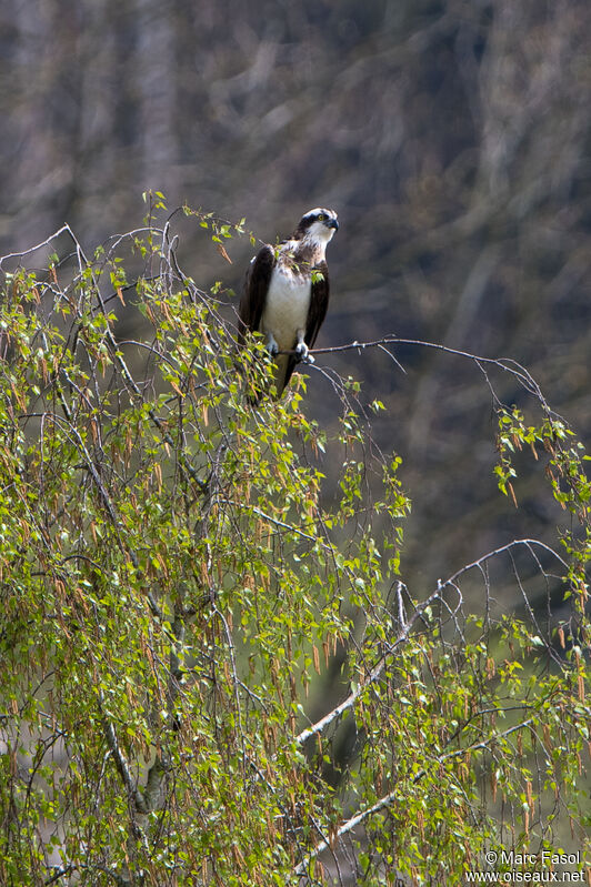 Ospreyadult, identification