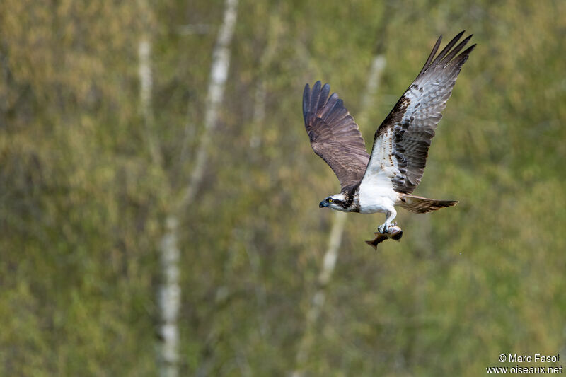 Ospreyadult, Flight, feeding habits, fishing/hunting