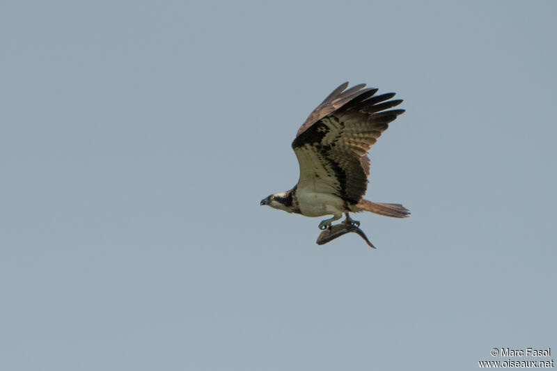 Ospreyadult, identification, feeding habits, fishing/hunting