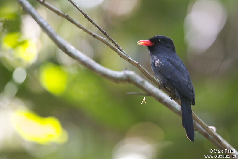 Black-fronted Nunbirdadult, identification