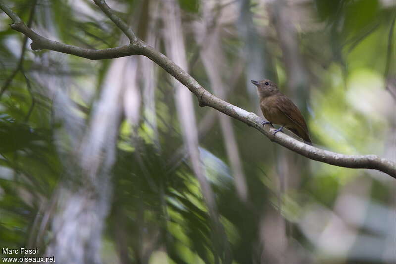 Batara ardoisé femelle adulte, identification