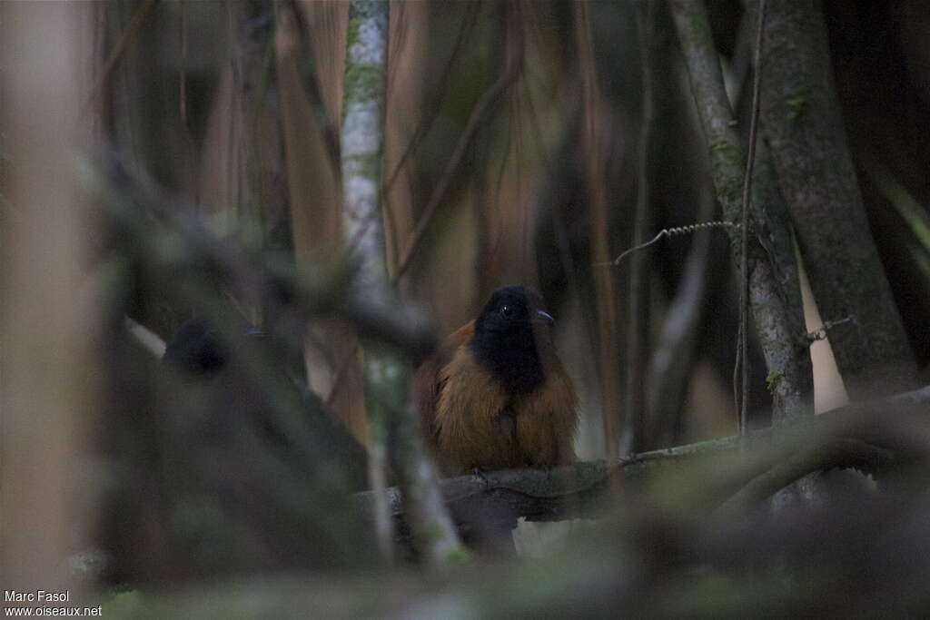 Batara des cochas
