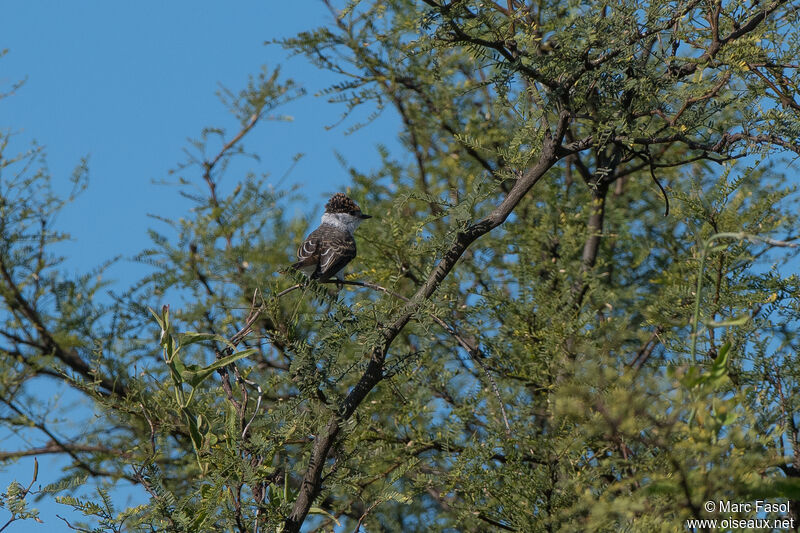 White-naped XenopsarisFirst year, habitat