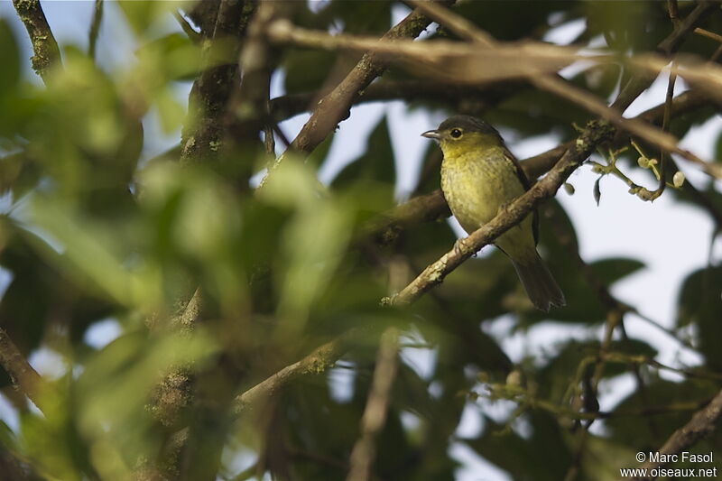 Barred Becard female, identification