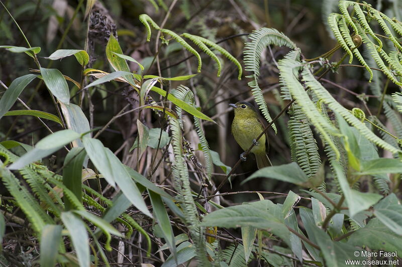 Barred Becard female adult, identification