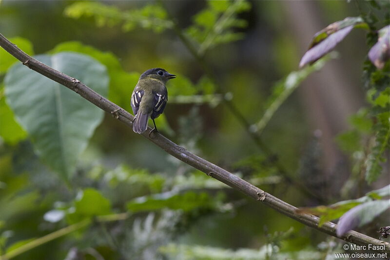 Barred Becard male juvenile, identification