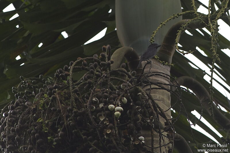 Pink-throated Becard male adult, identification, Reproduction-nesting