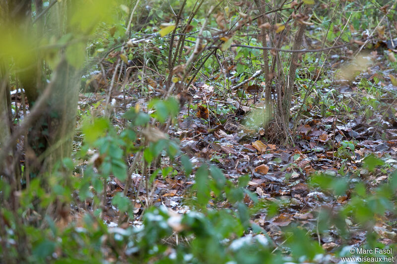 Bécasse des boisadulte, identification, camouflage