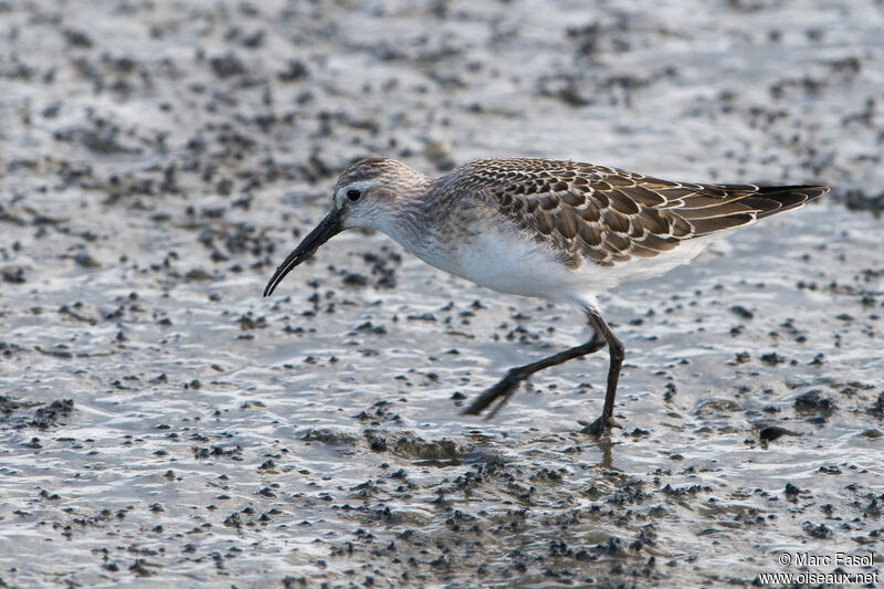 Curlew Sandpiperjuvenile, identification, walking