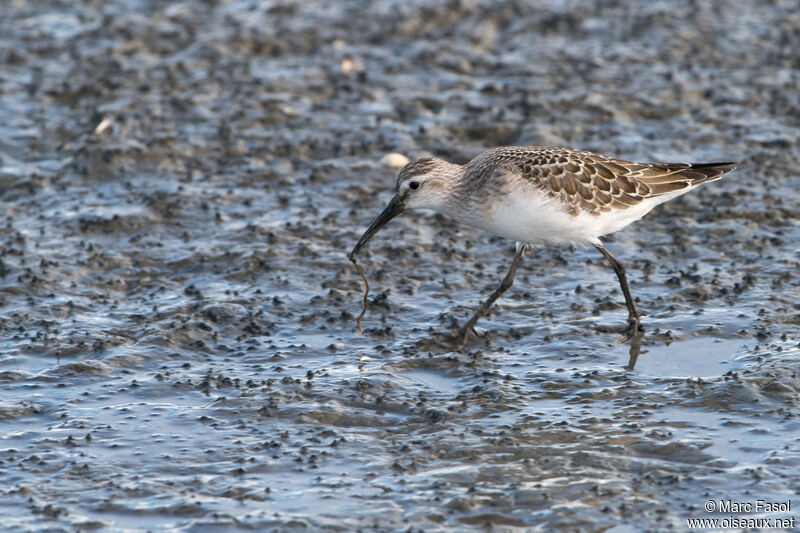 Bécasseau cocorlijuvénile, identification, marche, régime