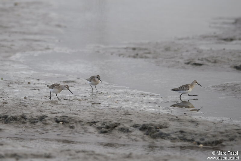 Curlew Sandpiperimmature, identification, feeding habits, Behaviour