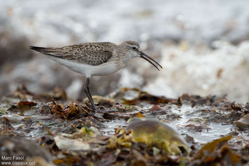 Bécasseau cocorli1ère année, identification, régime