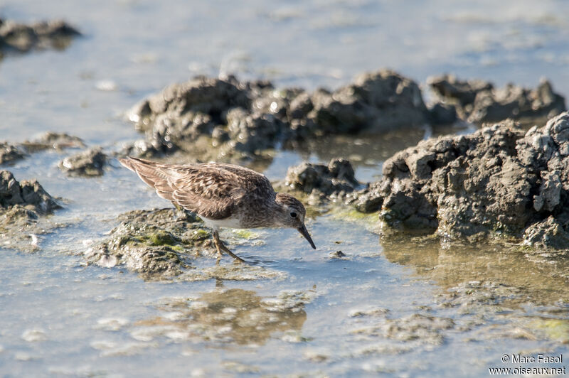 Bécasseau de Temminckadulte internuptial, identification