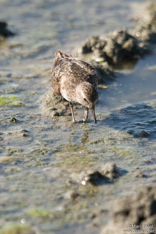 Bécasseau de Temminckadulte internuptial, identification, régime