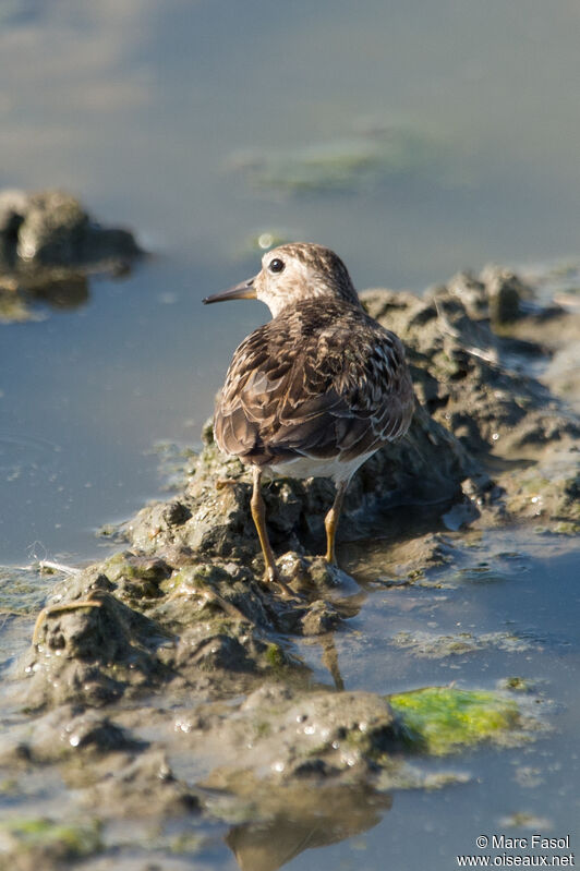 Temminck's Stintadult post breeding, identification, feeding habits