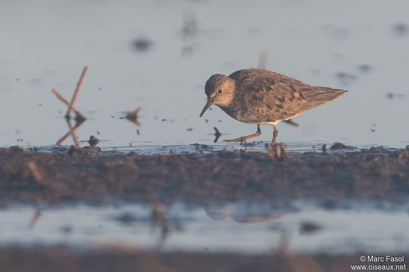 Temminck's Stintadult breeding, identification, walking