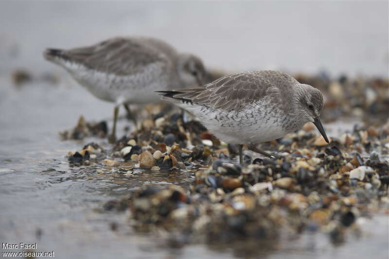 Red Knotadult post breeding, identification, feeding habits