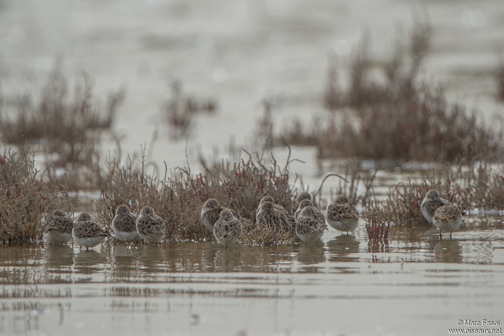 Little Stint