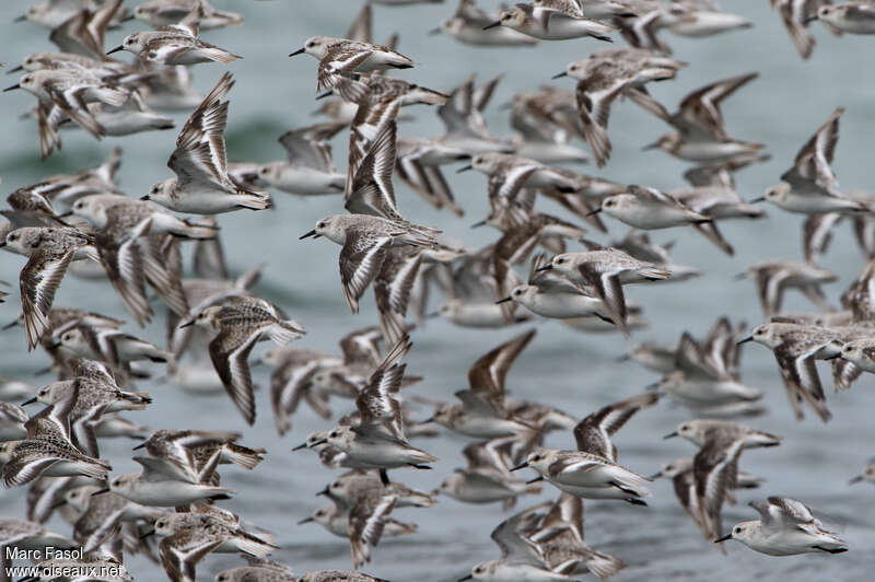 Bécasseau sanderling, Vol