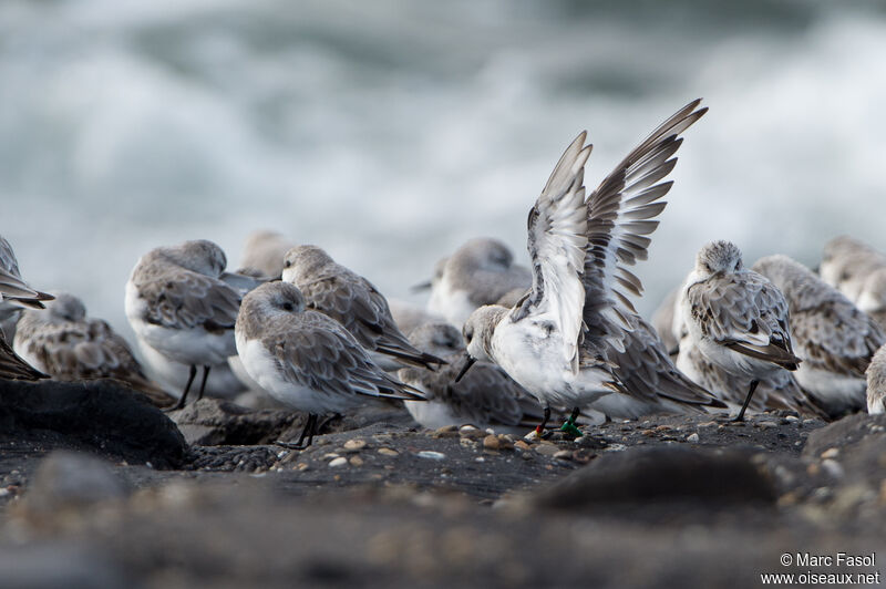 Bécasseau sanderling