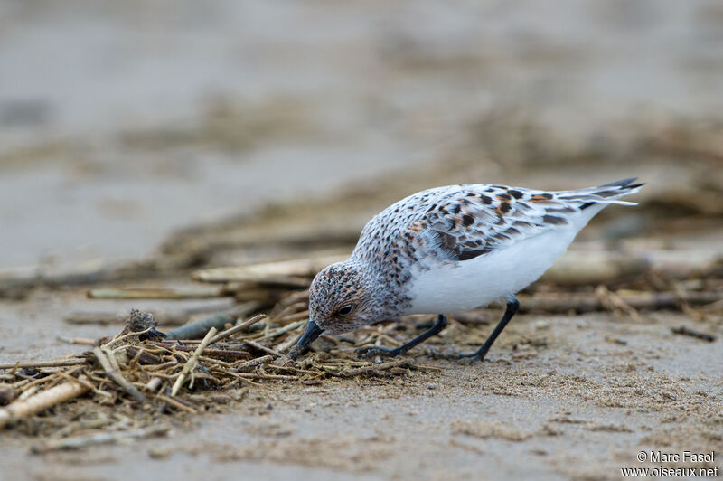 Sanderlingadult breeding, identification