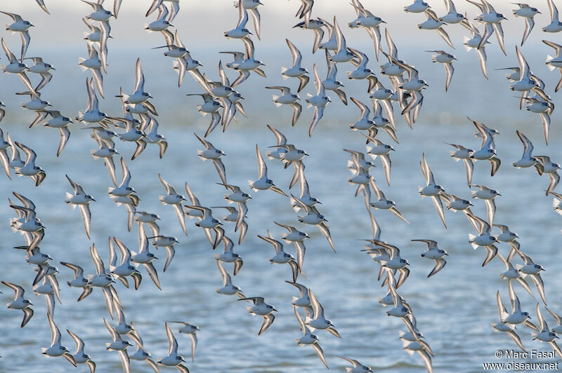 Sanderling, Flight