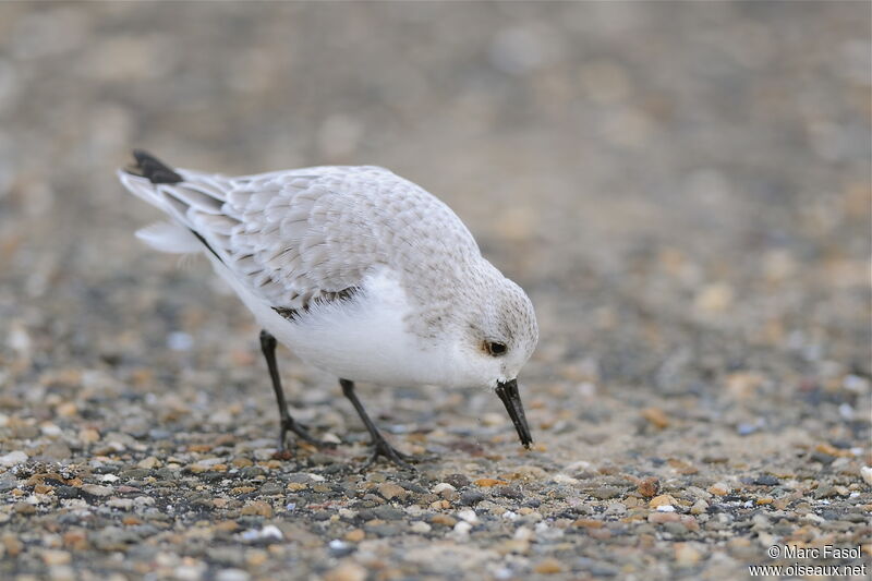 Bécasseau sanderling, identification, régime