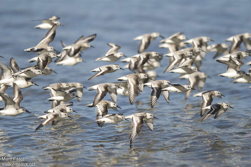 Bécasseau sanderling, Vol, Comportement