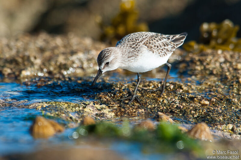 Bécasseau semipalméadulte, identification, mange