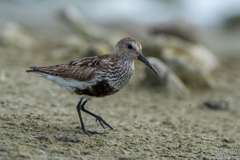 Dunlin male adult, identification, walking