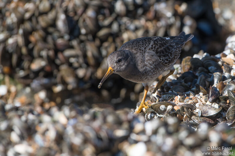 Bécasseau violetadulte, camouflage