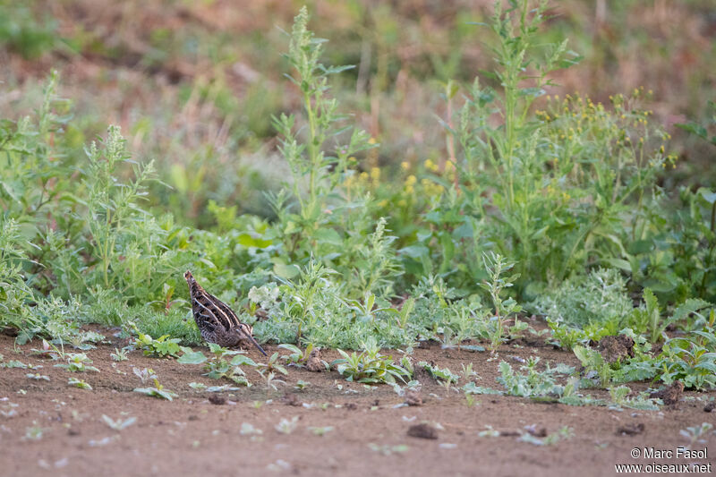 Common Snipe, habitat