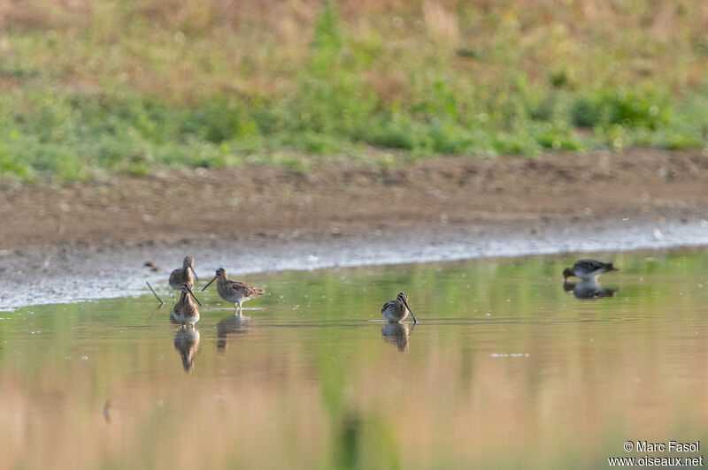 Bécassine des marais, habitat, pêche/chasse