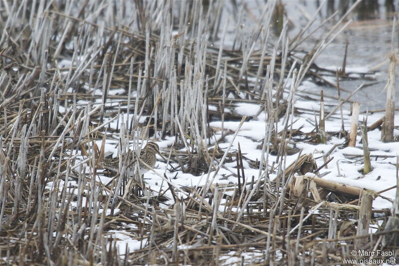 Common Snipeadult post breeding, identification, Behaviour