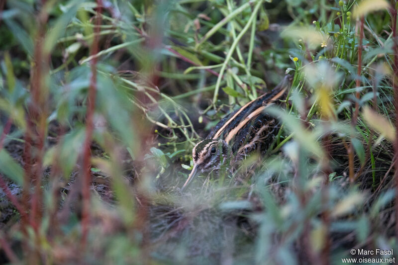 Bécassine sourdeadulte, identification, camouflage