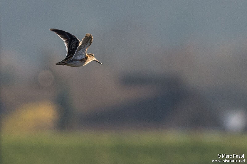 Jack Snipeadult post breeding, Flight