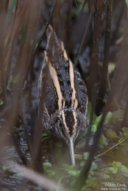 Jack Snipeadult, identification, camouflage