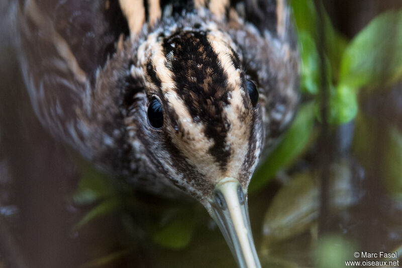 Jack Snipeadult, close-up portrait, camouflage