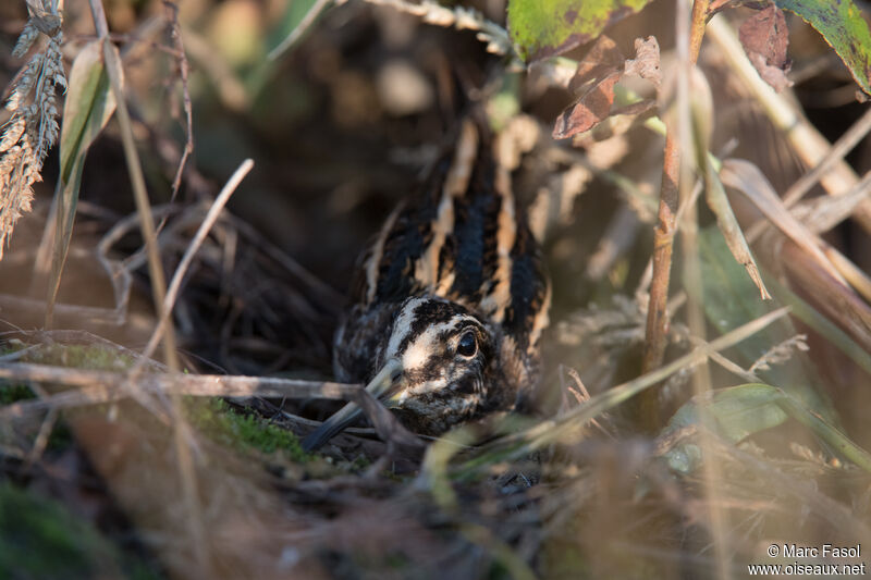 Bécassine sourdeadulte, identification, camouflage