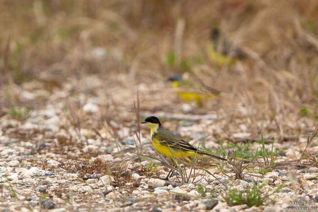 Bergeronnette des Balkanssubadulte, identification